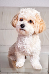 Portrait of a beige Maltipoo puppy stands on a glass table in the room