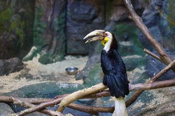 yellow billed toucan