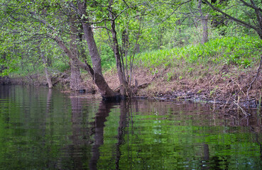 Fototapeta premium spring on the forest river young greenery over the water