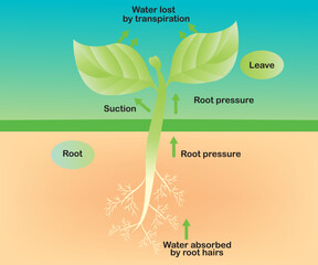 Plant transpiration	