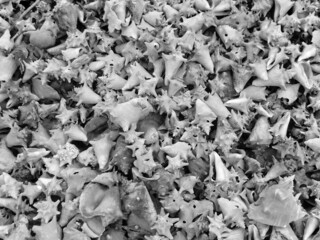 Shells heap at the beach on the coast. Blue water, sun and sea, what more could you want and then a whole mountain with beautiful shells to take a picture of. What a beautiful holiday