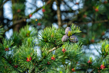 cones and blossom from a swiss stone pine - pinus cembra -  at a sunny spring morning on the mountains