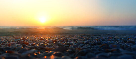 Close up image of seashells during sunset time at the beach - obrazy, fototapety, plakaty