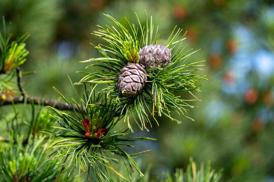 cones and blossom from a swiss stone pine - pinus cembra -  at a sunny spring morning on the mountains