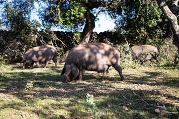 Cerdo ibérico