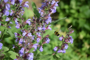 Hummel fliegt eine Salbeiblüte an