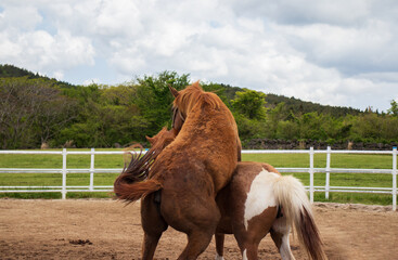 A pair of horses mating on a ranch.	