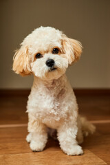 A portrait of beige Maltipoo puppy. Adorable Maltese and Poodle mix Puppy - obrazy, fototapety, plakaty