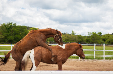 A pair of horses mating on a ranch.