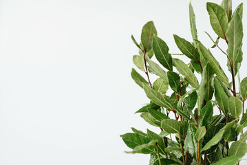 Isolated laurel tree on a white background with space for text.
