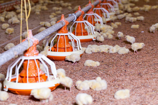 chicken-filled territory of poultry houses to produce meat products