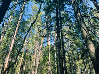 Wild dry forest, pine trees, fir trees, forest background, no people 