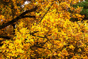 beautiful autumn nature with falling foliage in mid-autumn