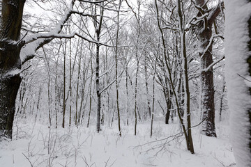 deciduous trees covered with snow in winter