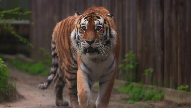 Tiger on a walk. Portrait of a beautiful tiger. Big cat close-up. Tiger looks at you. Portrait of a big cat. Slow motion 120 fps, ProRes 422,10 bit video