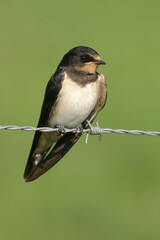 Portrait of a Barn Swallow perched on barbed wire

