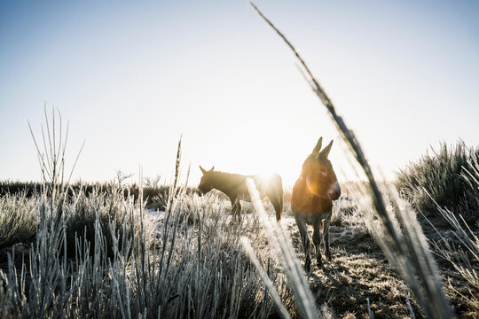 Donkeys in sunny, cold winter rural field
