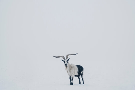 Portrait goat with horns in snow covered landscape
