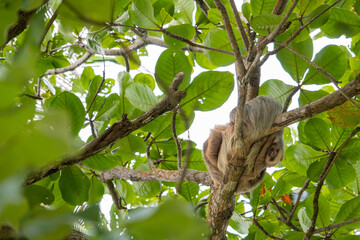 Baby sloth cuddles with mama sloth on a tree, two-toed sloth with long brown, grey hair, the slowest animals in the world, Cahuita National Park, Costa Rica