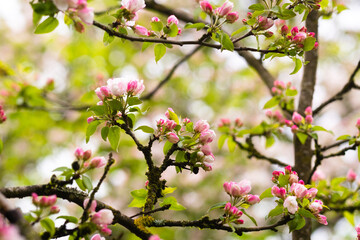 Fototapeta na wymiar Blooming apple tree in spring after rain