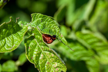 colorado beetles destroying the potato crop in the agricultural field
