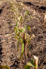 agriculture the field where corn is grown to produce corn grains