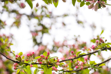 Obraz na płótnie Canvas Blooming apple tree in spring after rain