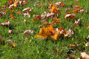 fallen autumn foliage of trees on green grass