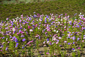 Plenitude of multicolored flowers of China asters in September