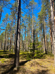 Wild dry forest, pine trees, fir trees, forest background, no people 