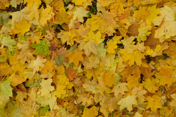 Colorful fallen leaves of maple on the ground in November