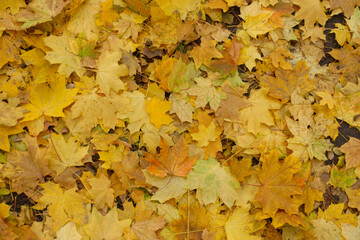 Orange and yellow fallen leaves of maple on the ground in November