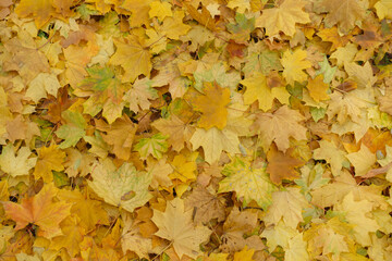 Naklejka na ściany i meble Yellow fallen leaves of maple on the ground in November