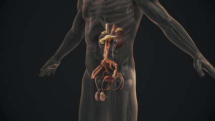 Anatomy of the male urinary and reproductive system  © Cinefootage Visuals