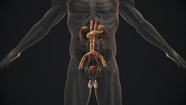 Anatomy of the male urinary and reproductive system	