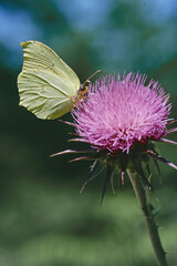 common brimstone  butterfly on a milk thistle flower