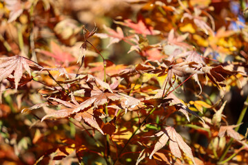 autumn leaves background