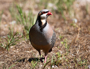 Chukka Partridge