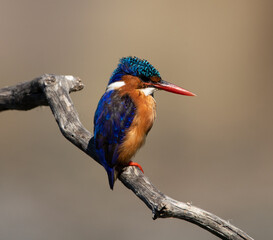Fototapeta premium Malachite Kingfisher