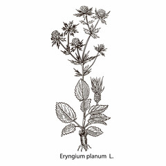 drawing picture isolate on white background, eryngium field plant, thistle, sketch, hand drawn digital vector illustration