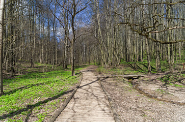 Walkway paved with logs.