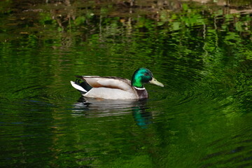 BIRD DUCK DRAKE FLOATING ON A FOREST LAKE