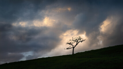 Stormy clouds drifting over a lone tree on the hill at sunset 