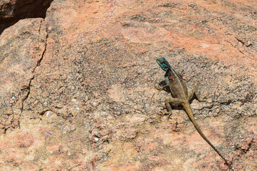 Black Necked Agama