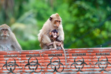 mother female monkey sits on a wall with her infant baby monkey looking scared with biohazard signs on red iron