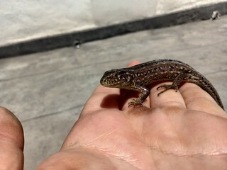 lizard on a hand