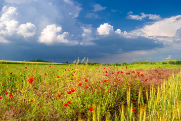 Summer meadow with poppies and blue cloudy sky near Pannonhalma, Hungary