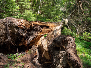 umgestürzter Baum nach einem Sturm