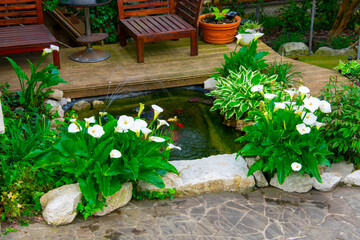 Decorating a small garden artificial pond with goldfish. Plants and stones in the design of the pond