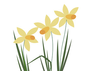 Illustration of three yellow daffodils with leaves on white background. Vector graphic, Easter, Spring concept